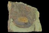 Protolenus Trilobite Molt With Pos/Neg - Tinjdad, Morocco #141883-2